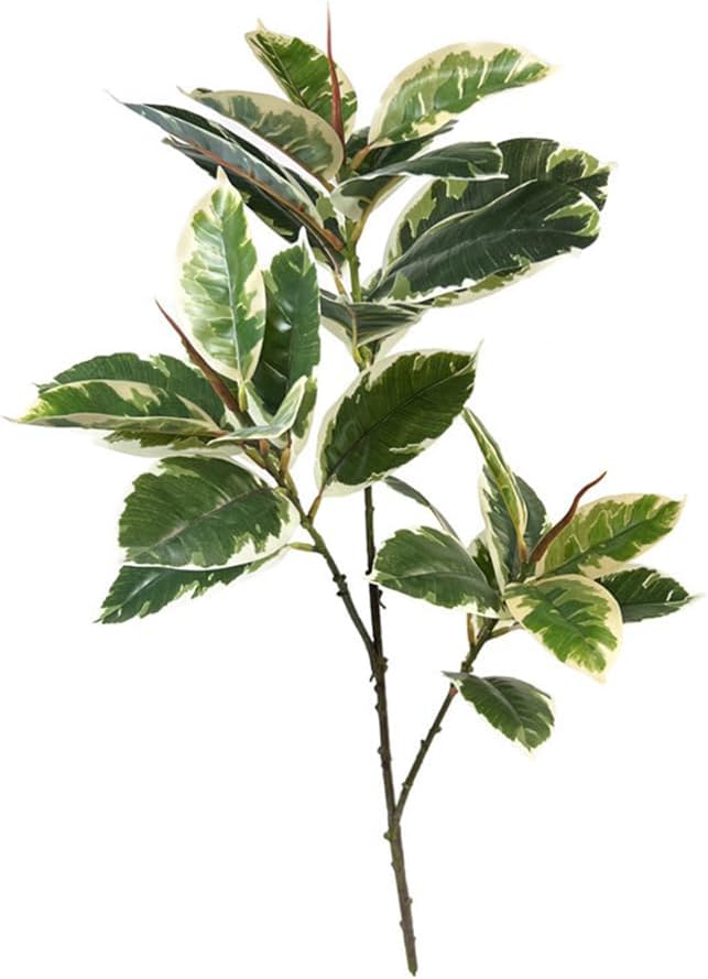 Rubber Plant Ficus - Ficus Tineke ประดิษฐ์ 31 