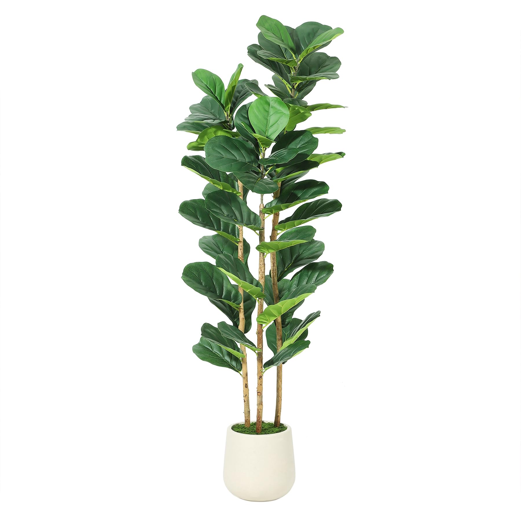 ต้นมะเดื่อใบแฉกประดิษฐ์พร้อมกร - Rubber Plant Ficus บทวิจารณ์และราคา