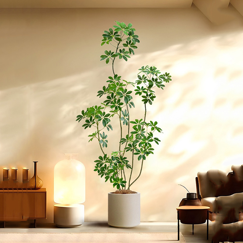 ต้นไทรเทียมขนาดใหญ่31-74in ต้น - Rubber Plant Ficus บทวิจารณ์และราคา