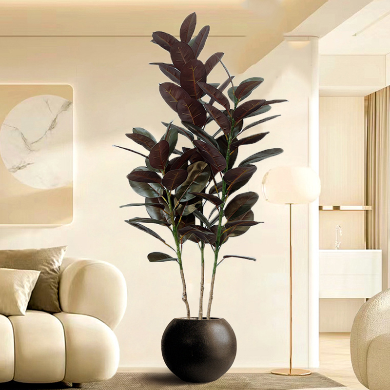 13-70in ขนาดใหญ่ Ficus Tree ปร - Rubber Plant Ficus บทวิจารณ์และราคา