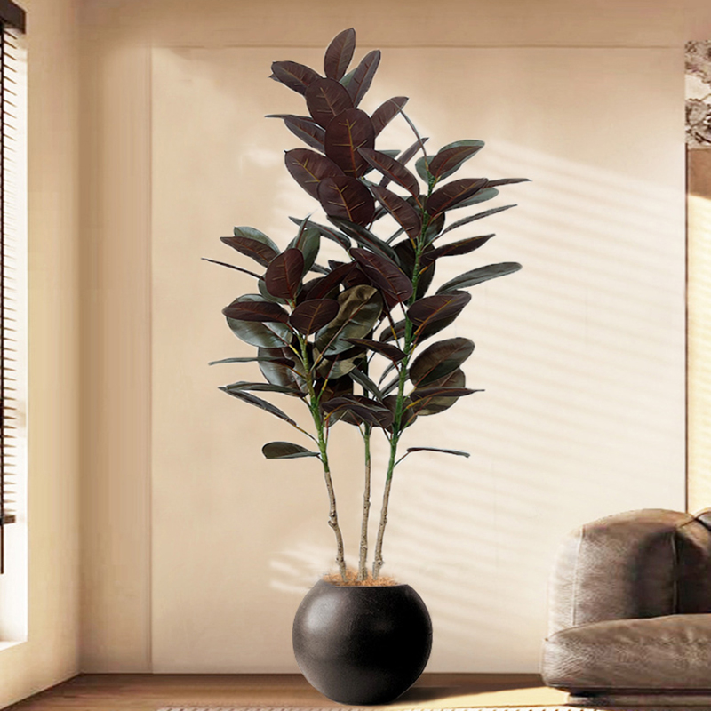 13-70in ขนาดใหญ่ Ficus Tree ปร - Rubber Plant Ficus บทวิจารณ์และราคา