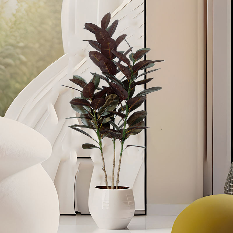 13-70in ขนาดใหญ่ Ficus Tree ปร - Rubber Plant Ficus บทวิจารณ์และราคา