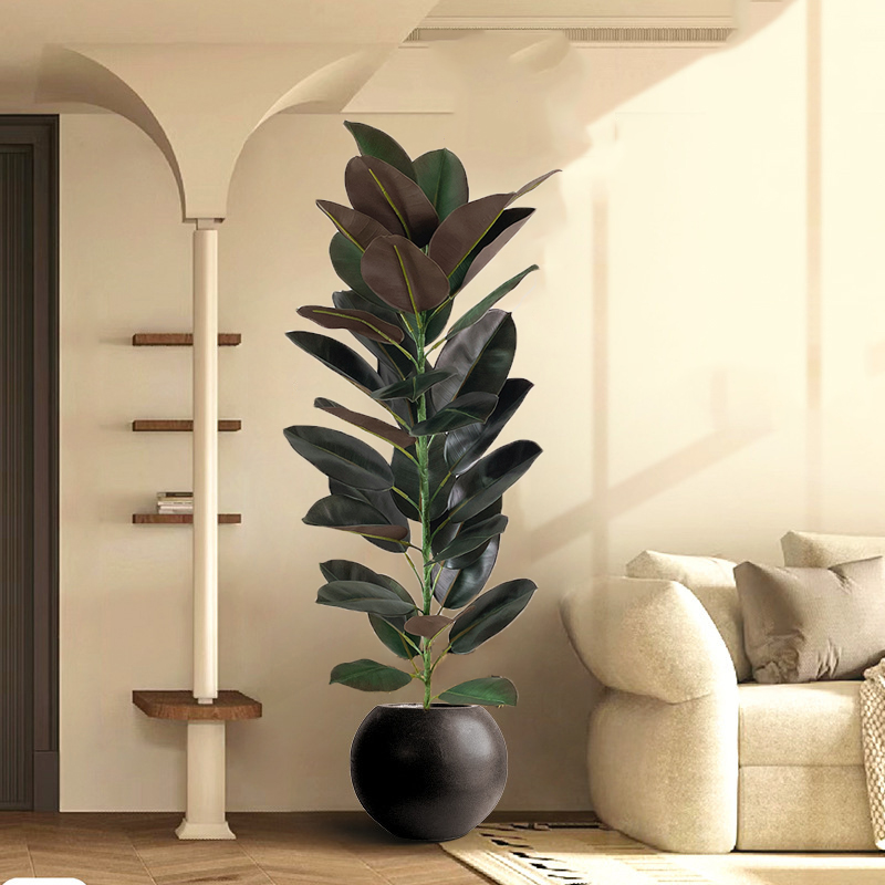 13-70in ขนาดใหญ่ Ficus Tree ปร - Rubber Plant Ficus บทวิจารณ์และราคา