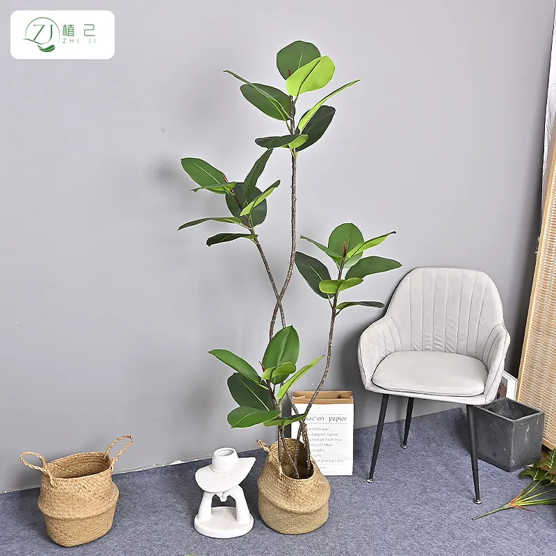 ต้นยางพาราจำลองสีดำ ต้นไม้ประด - Rubber Plant Ficus บทวิจารณ์และราคา