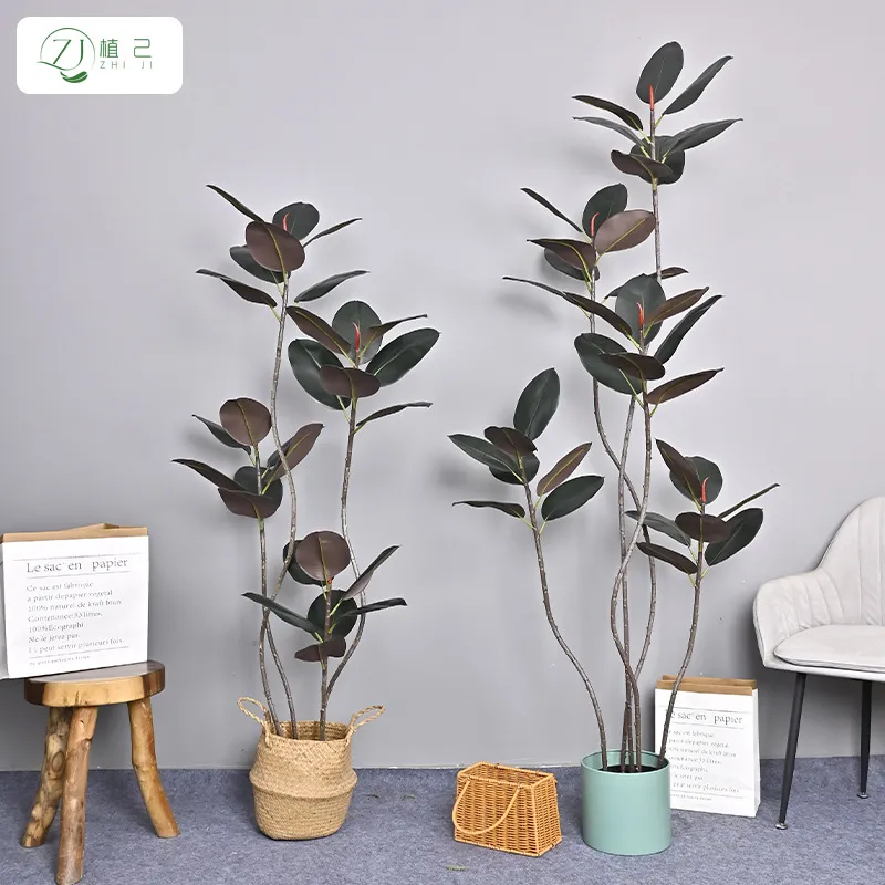 ต้นยางพาราจำลองสีดำ ต้นไม้ประด - Rubber Plant Ficus บทวิจารณ์และราคา