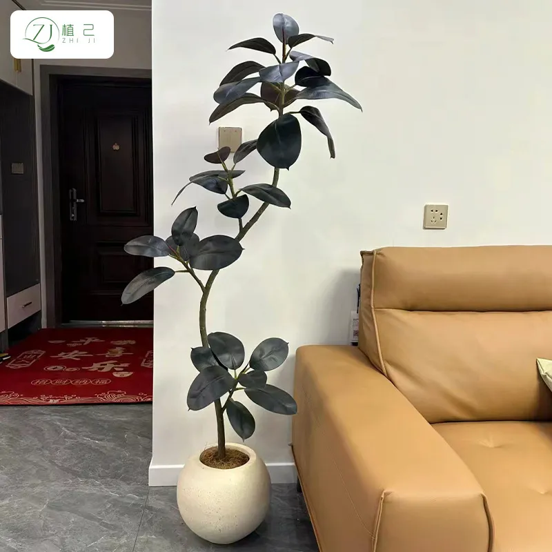 ต้นยางพาราจำลองสีดำ ต้นไม้ประด - Rubber Plant Ficus บทวิจารณ์และราคา